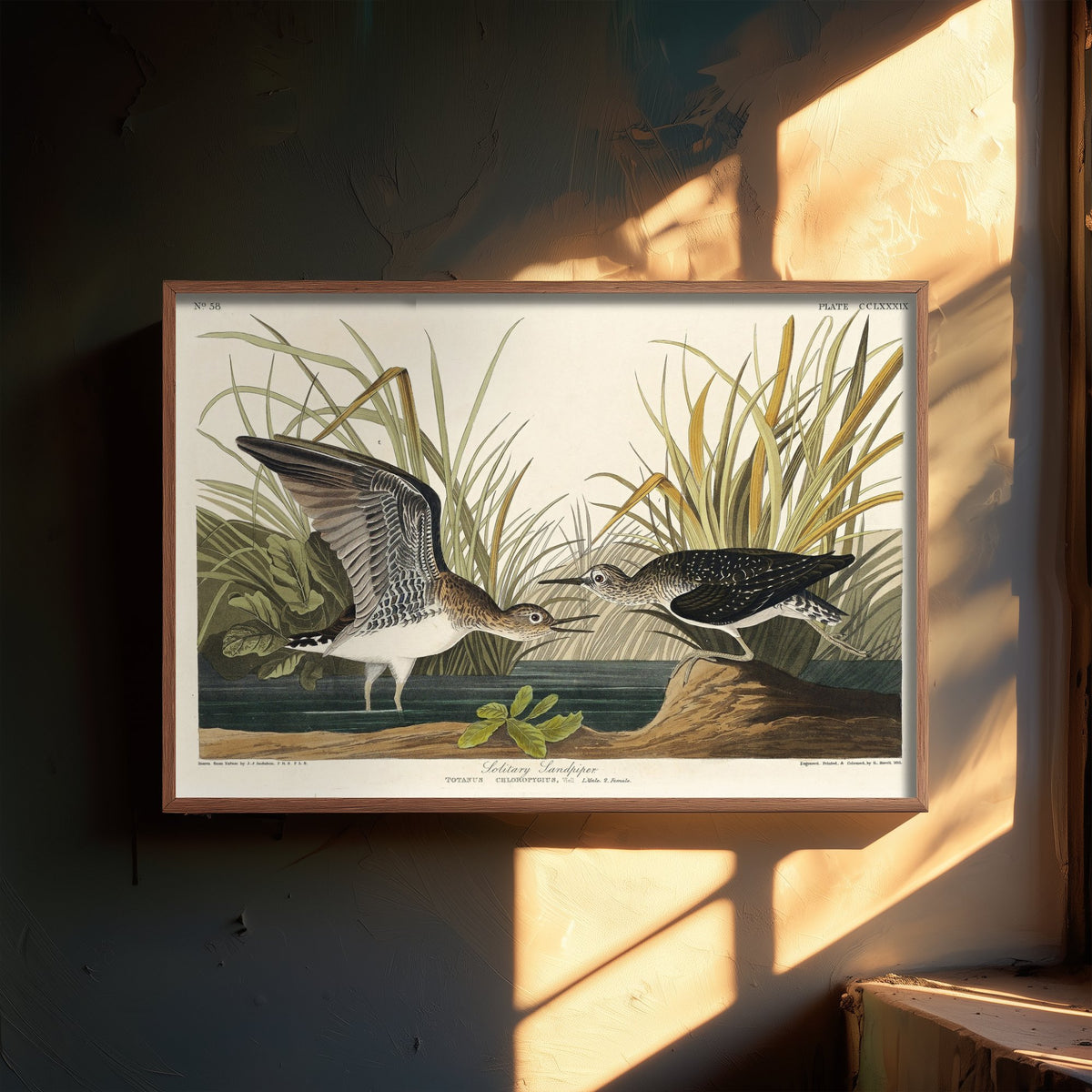 Solitary Sandpiper Art Print - John James Audubon Birds of America Poster - Vintage Bird Illustration