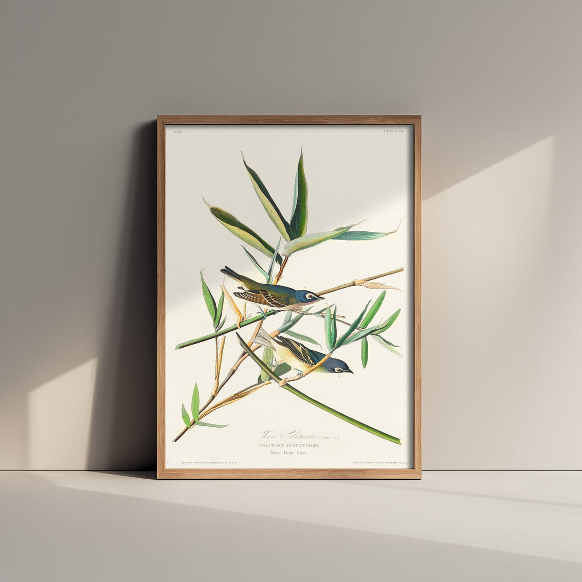 Blue-headed Vireo Art Print - John James Audubon Birds of America Poster - Solitary Vireo Illustration