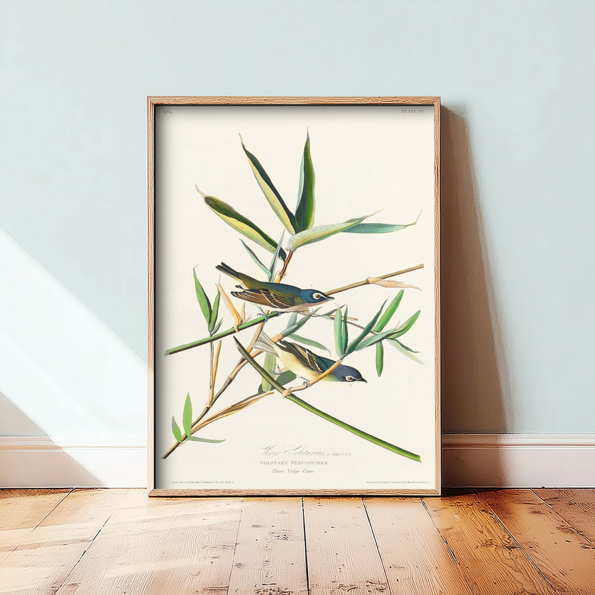 Blue-headed Vireo Art Print - John James Audubon Birds of America Poster - Solitary Vireo Illustration