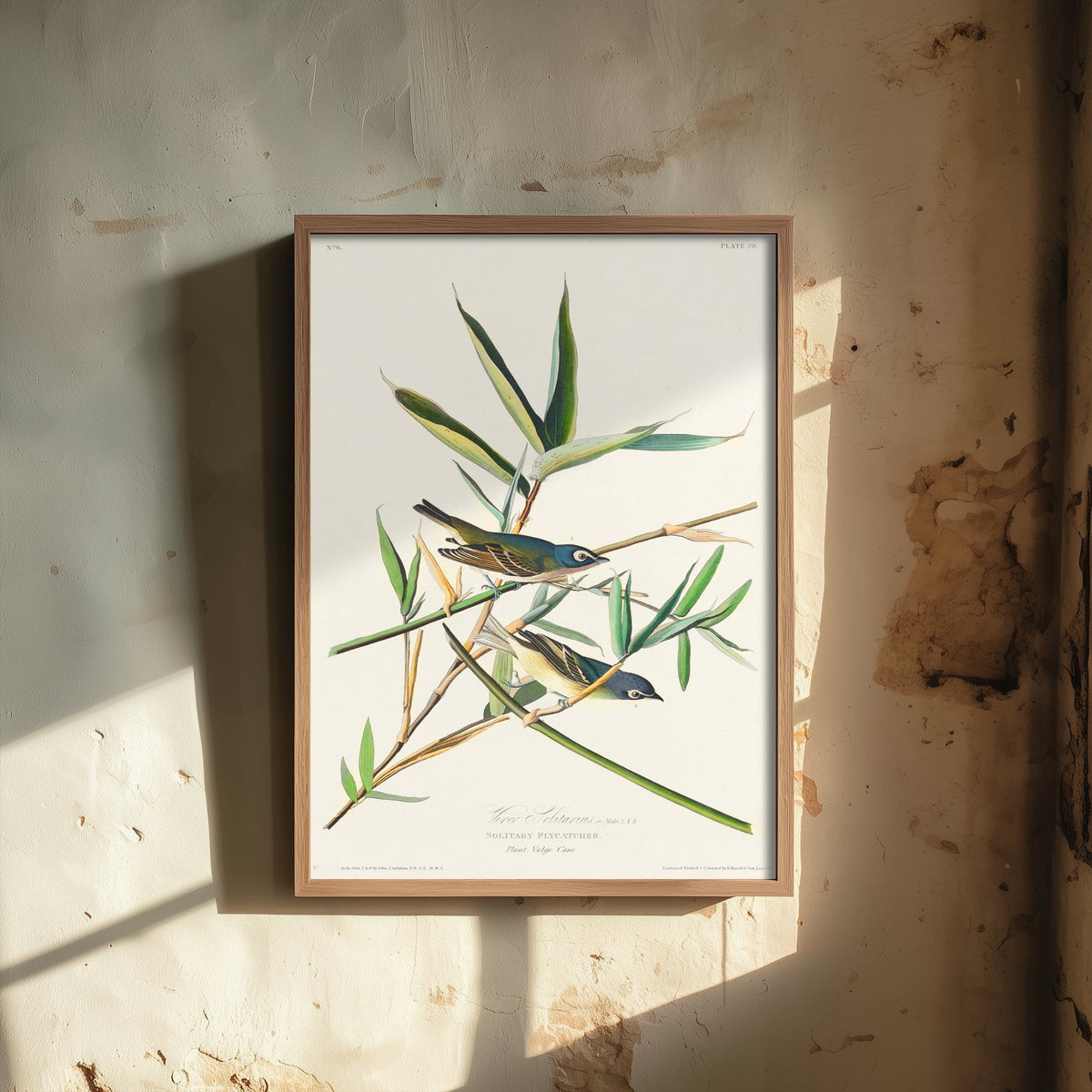 Blue-headed Vireo Art Print - John James Audubon Birds of America Poster - Solitary Vireo Illustration