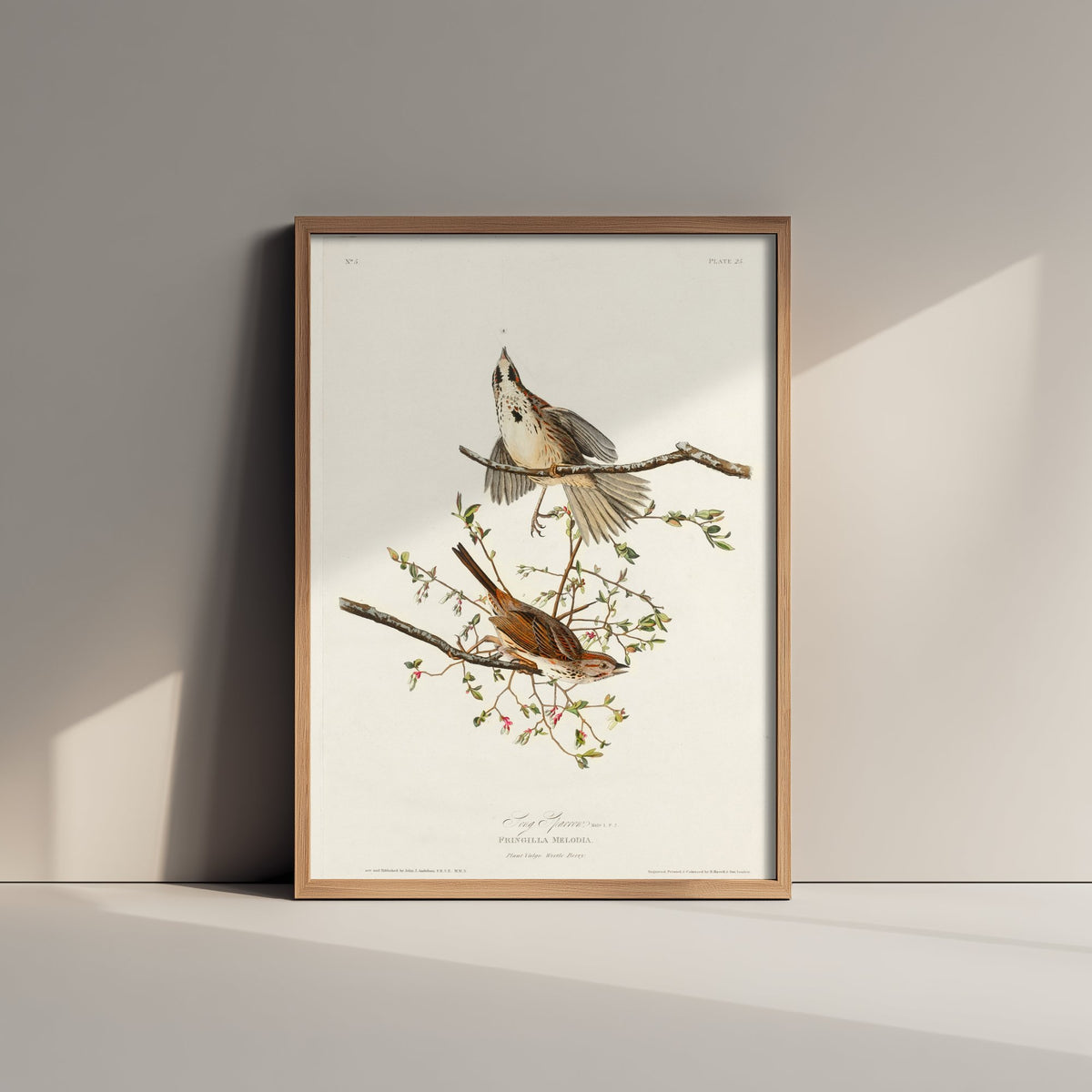 Song Sparrow Art Print - John James Audubon Birds of America Poster - Vintage Ornithology Illustration