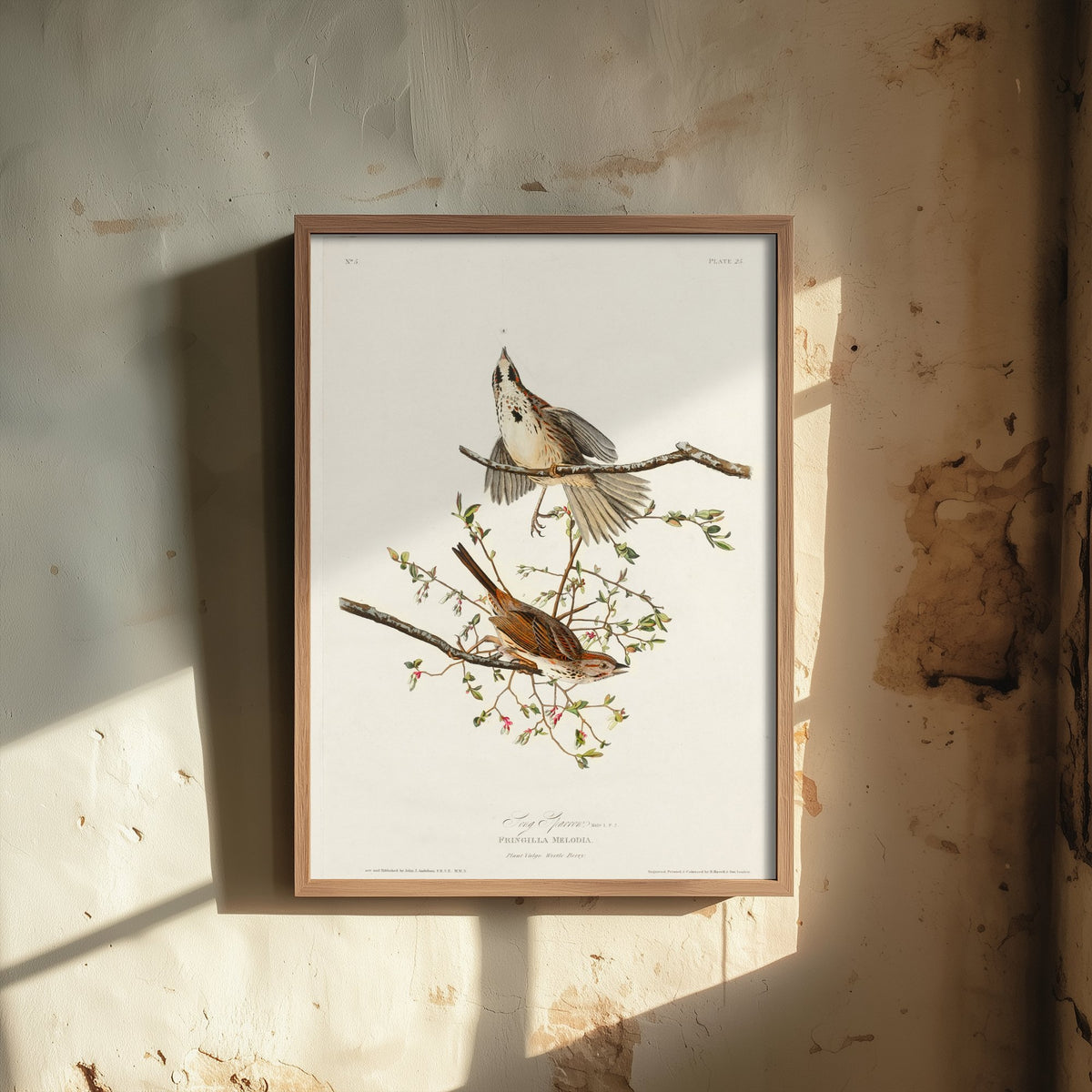 Song Sparrow Art Print - John James Audubon Birds of America Poster - Vintage Ornithology Illustration