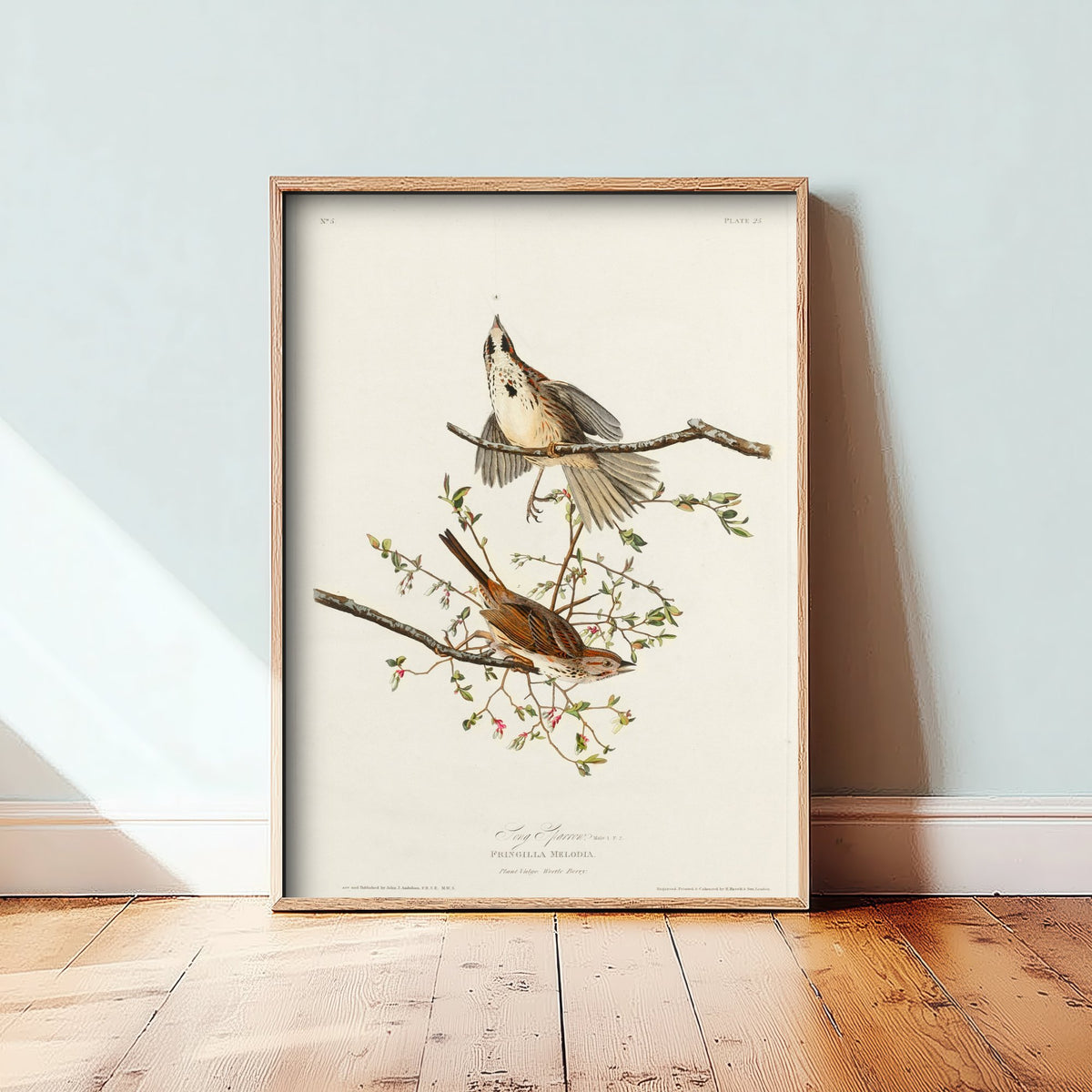 Song Sparrow Art Print - John James Audubon Birds of America Poster - Vintage Ornithology Illustration