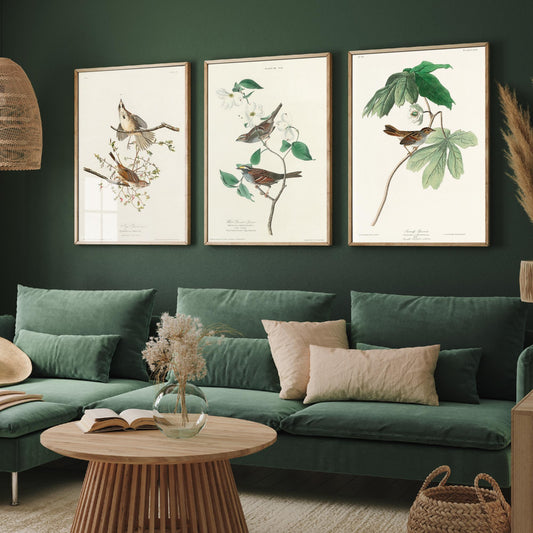 Set of Three John James Audubon Prints - Song White-throated and Swamp Sparrow - 3 Bird Paintings Poster Wall Art Gift Ornithology