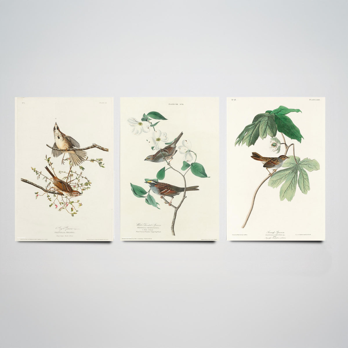 Set of Three John James Audubon Prints - Song White-throated and Swamp Sparrow - 3 Bird Paintings Poster Wall Art Gift Ornithology