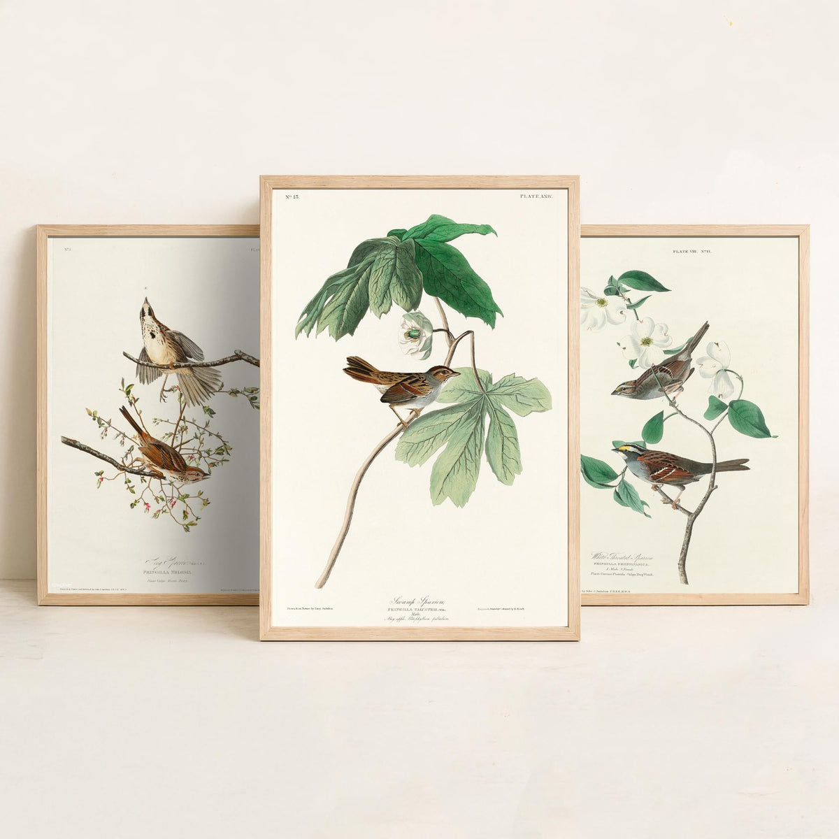 Set of Three John James Audubon Prints - Song White-throated and Swamp Sparrow - 3 Bird Paintings Poster Wall Art Gift Ornithology