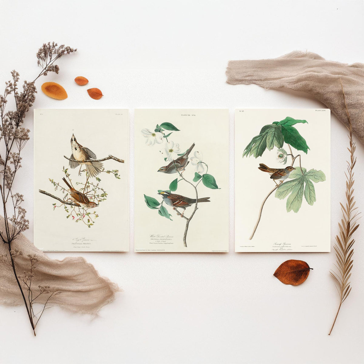 Set of Three John James Audubon Prints - Song White-throated and Swamp Sparrow - 3 Bird Paintings Poster Wall Art Gift Ornithology