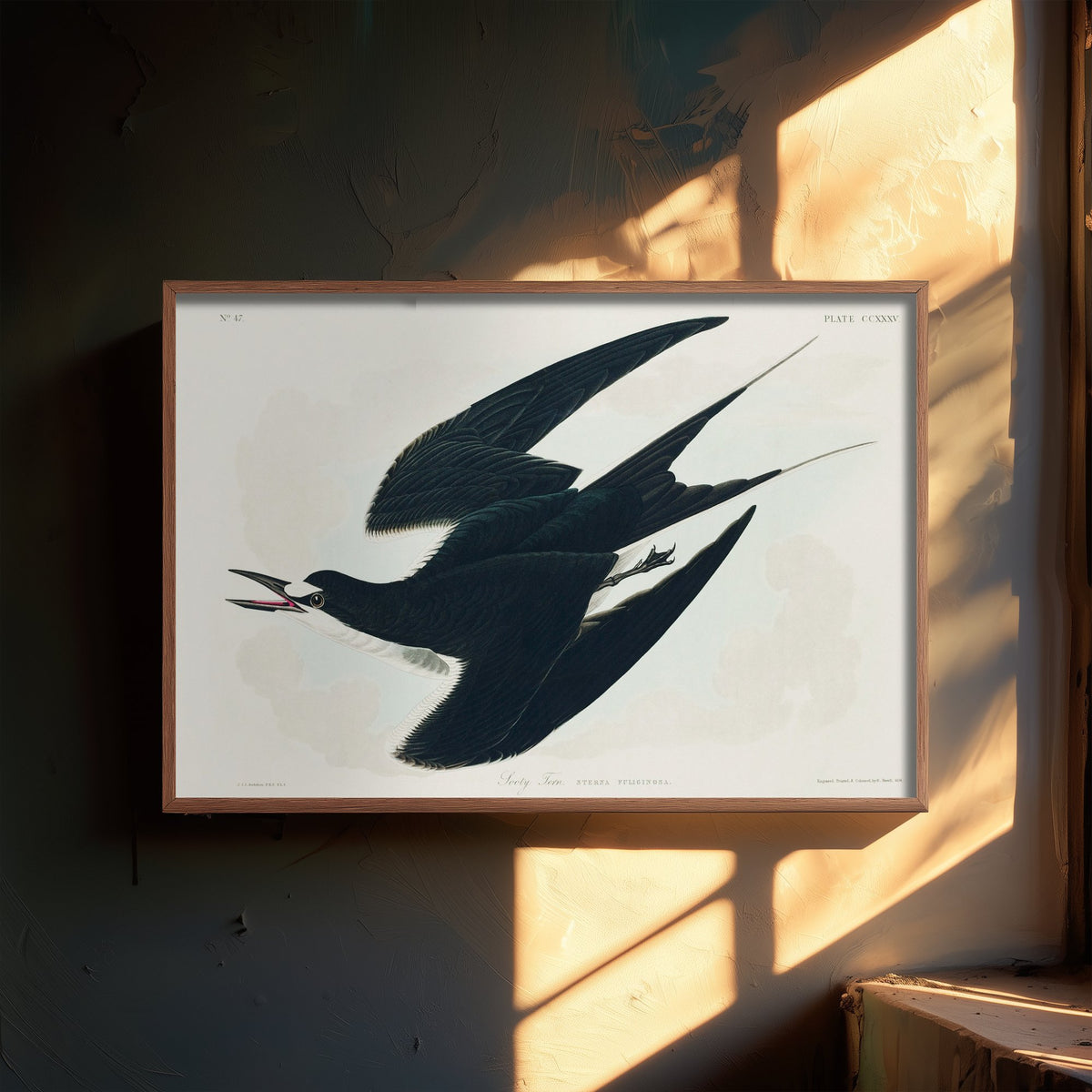 Sooty Tern Art Print - John James Audubon Birds of America Poster - Vintage Ornithology Illustration