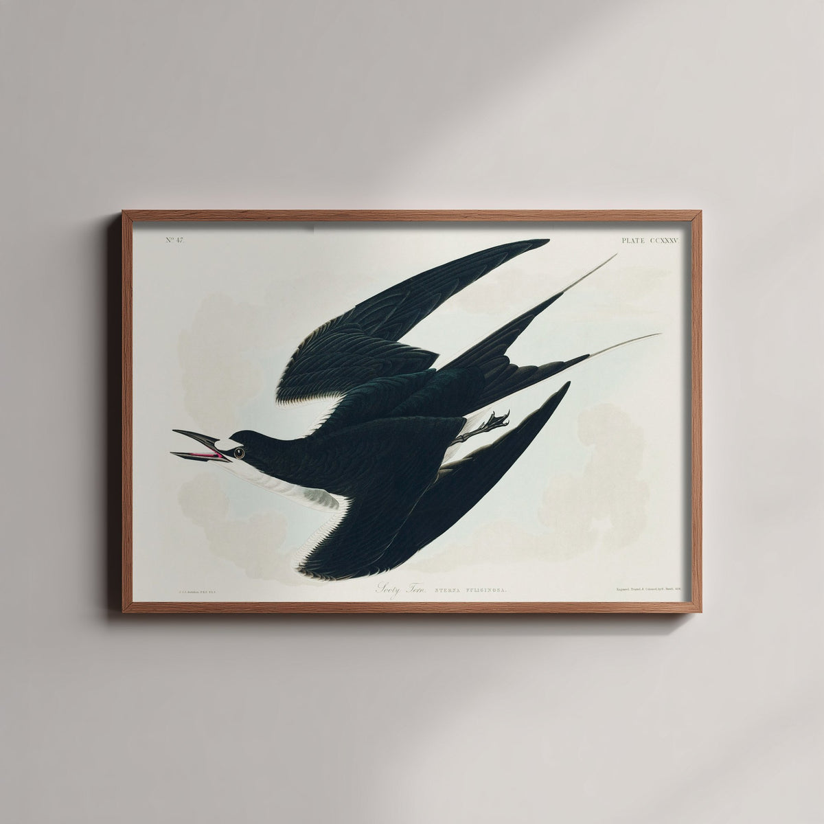 Sooty Tern Art Print - John James Audubon Birds of America Poster - Vintage Ornithology Illustration