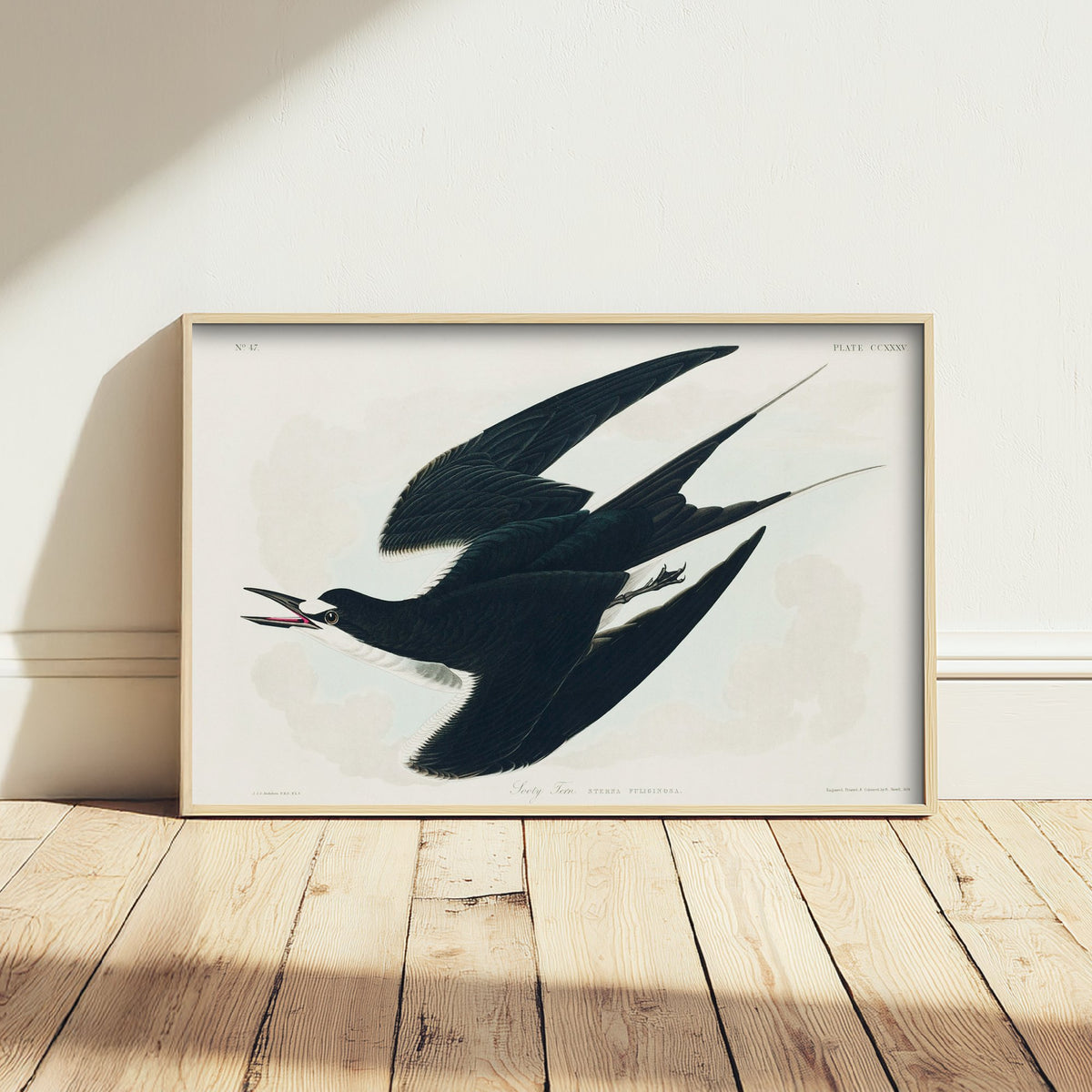 Sooty Tern Art Print - John James Audubon Birds of America Poster - Vintage Ornithology Illustration
