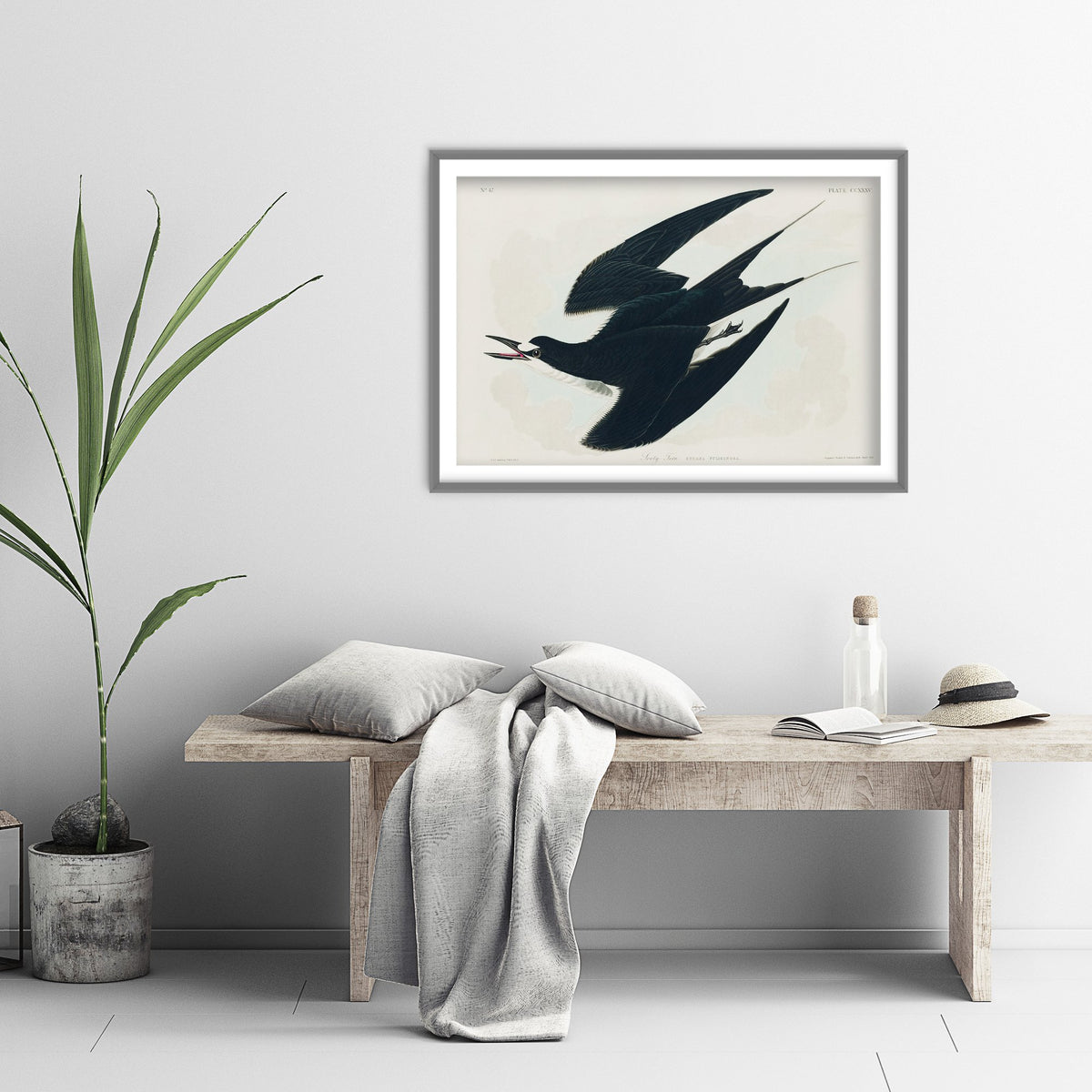 Sooty Tern Art Print - John James Audubon Birds of America Poster - Vintage Ornithology Illustration