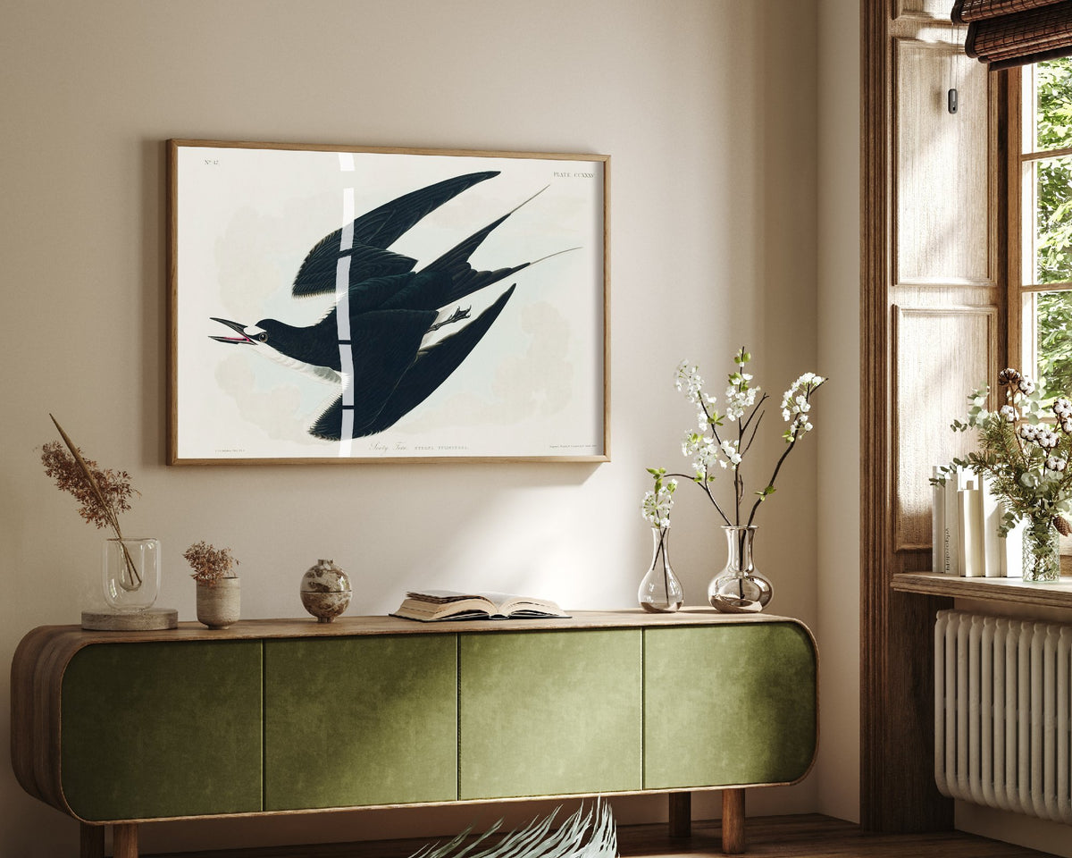 Sooty Tern Art Print - John James Audubon Birds of America Poster - Vintage Ornithology Illustration