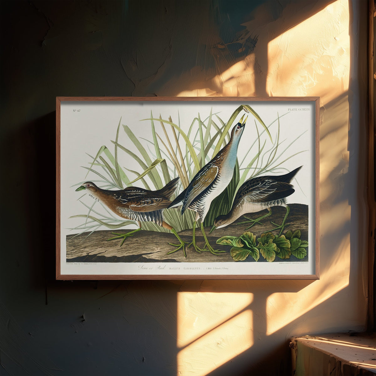 Sora Rail Art Print - John James Audubon Birds of America Poster - Vintage Ornithology Illustration