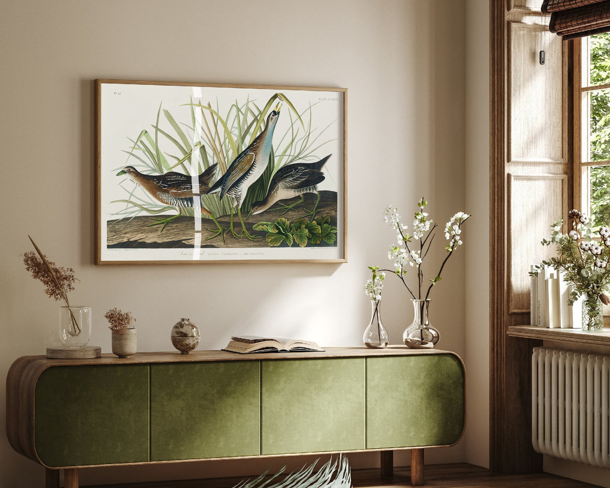 Sora Rail Art Print - John James Audubon Birds of America Poster - Vintage Ornithology Illustration