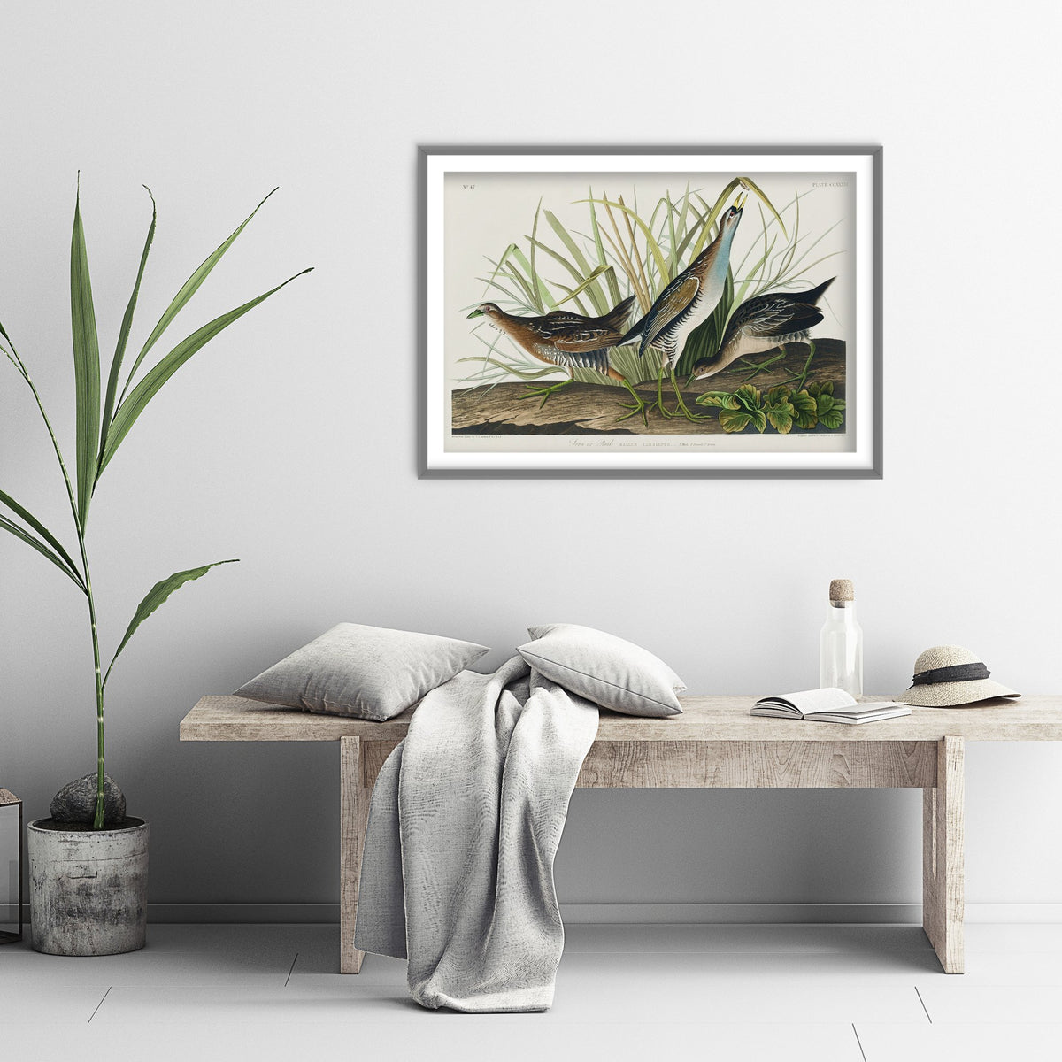 Sora Rail Art Print - John James Audubon Birds of America Poster - Vintage Ornithology Illustration