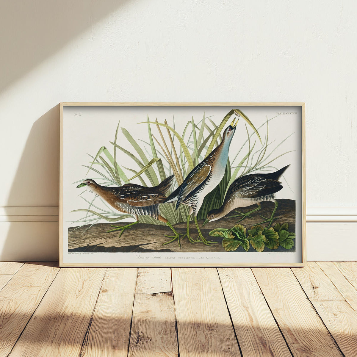 Sora Rail Art Print - John James Audubon Birds of America Poster - Vintage Ornithology Illustration