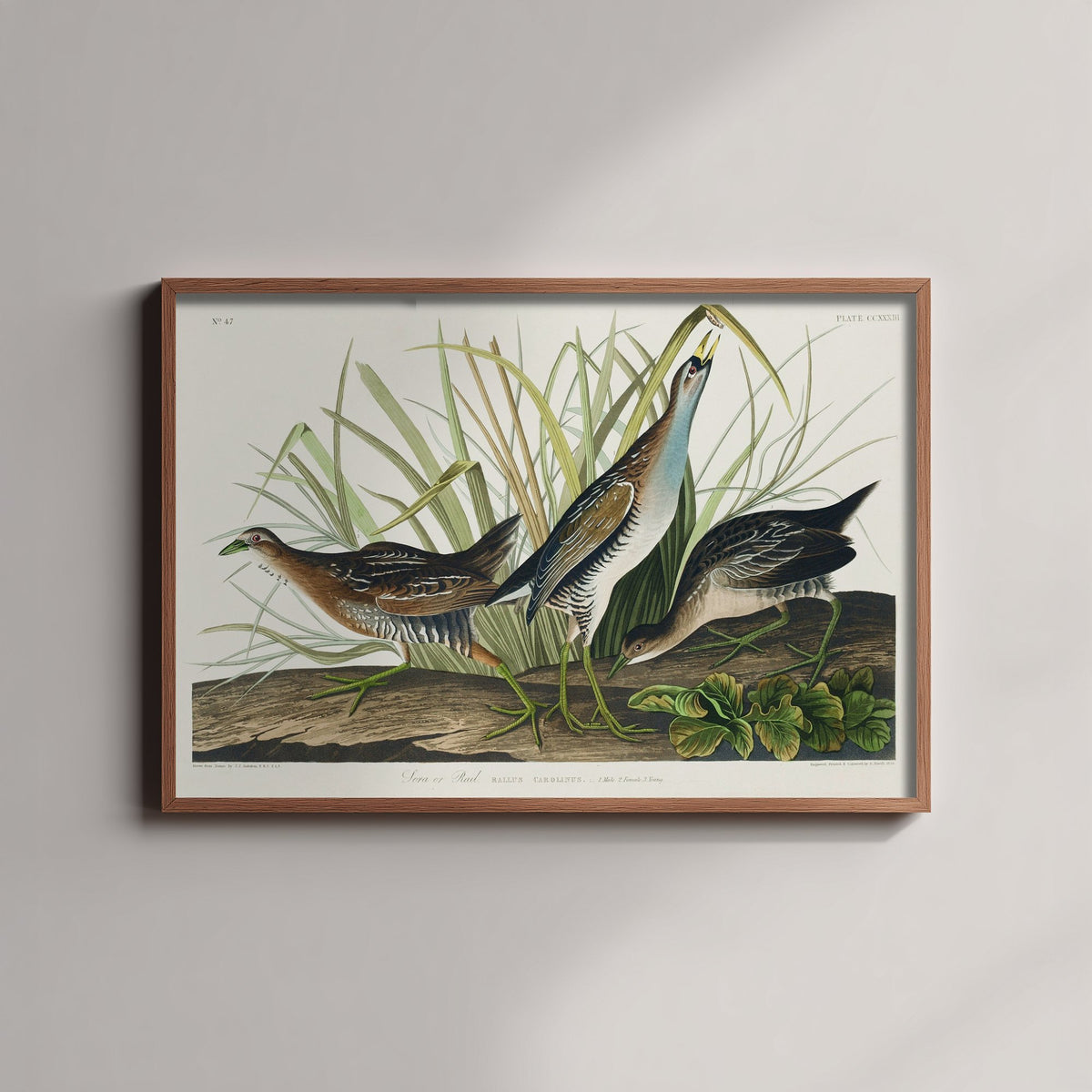Sora Rail Art Print - John James Audubon Birds of America Poster - Vintage Ornithology Illustration