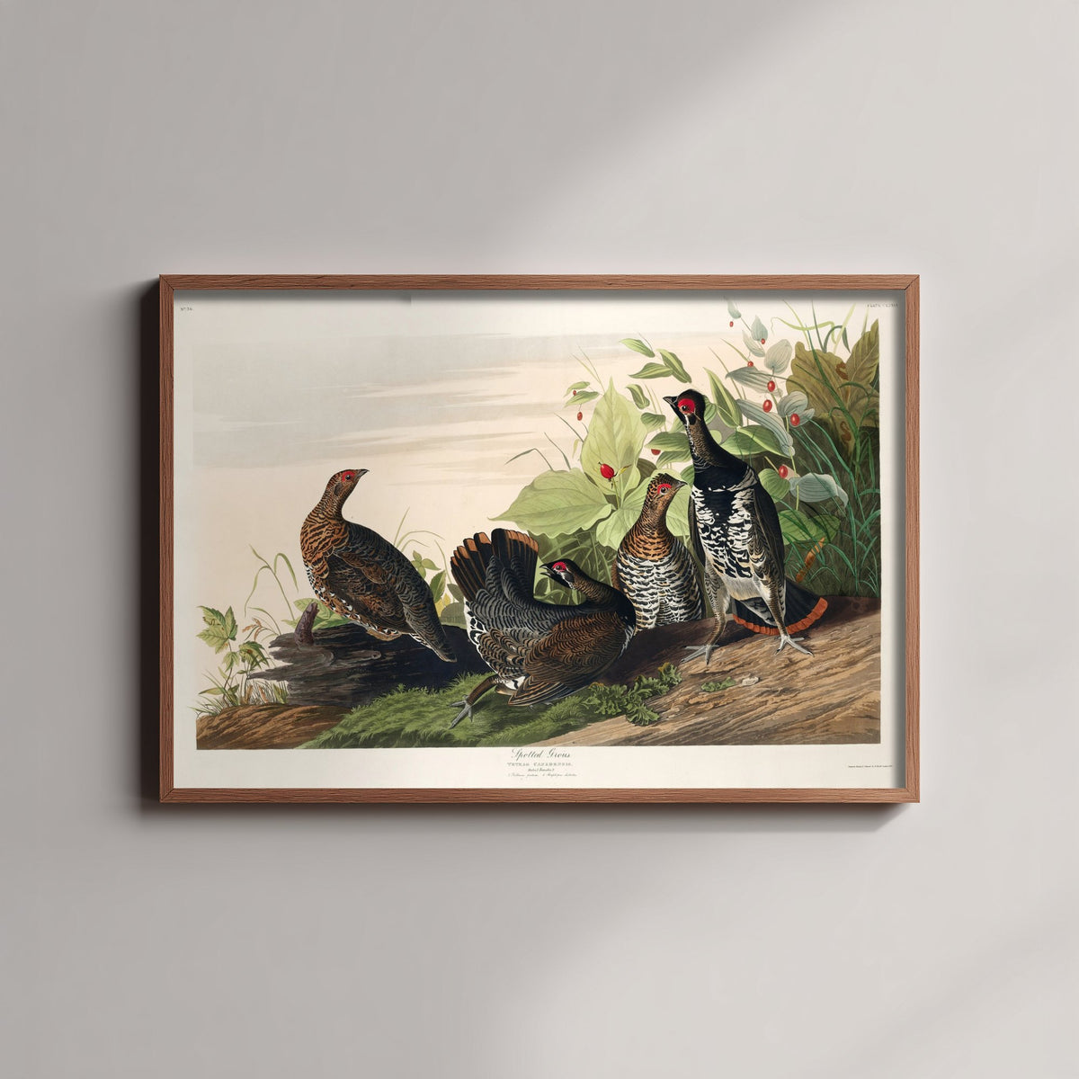 Spruce Grouse Art Print - John James Audubon Birds of America - Vintage Ornithology Illustration Poster