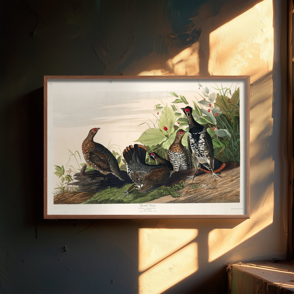 Spruce Grouse Art Print - John James Audubon Birds of America - Vintage Ornithology Illustration Poster