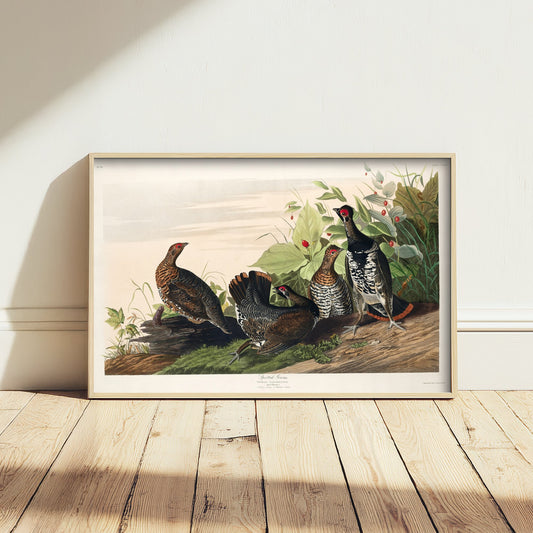 Spruce Grouse Art Print - John James Audubon Birds of America - Vintage Ornithology Illustration Poster
