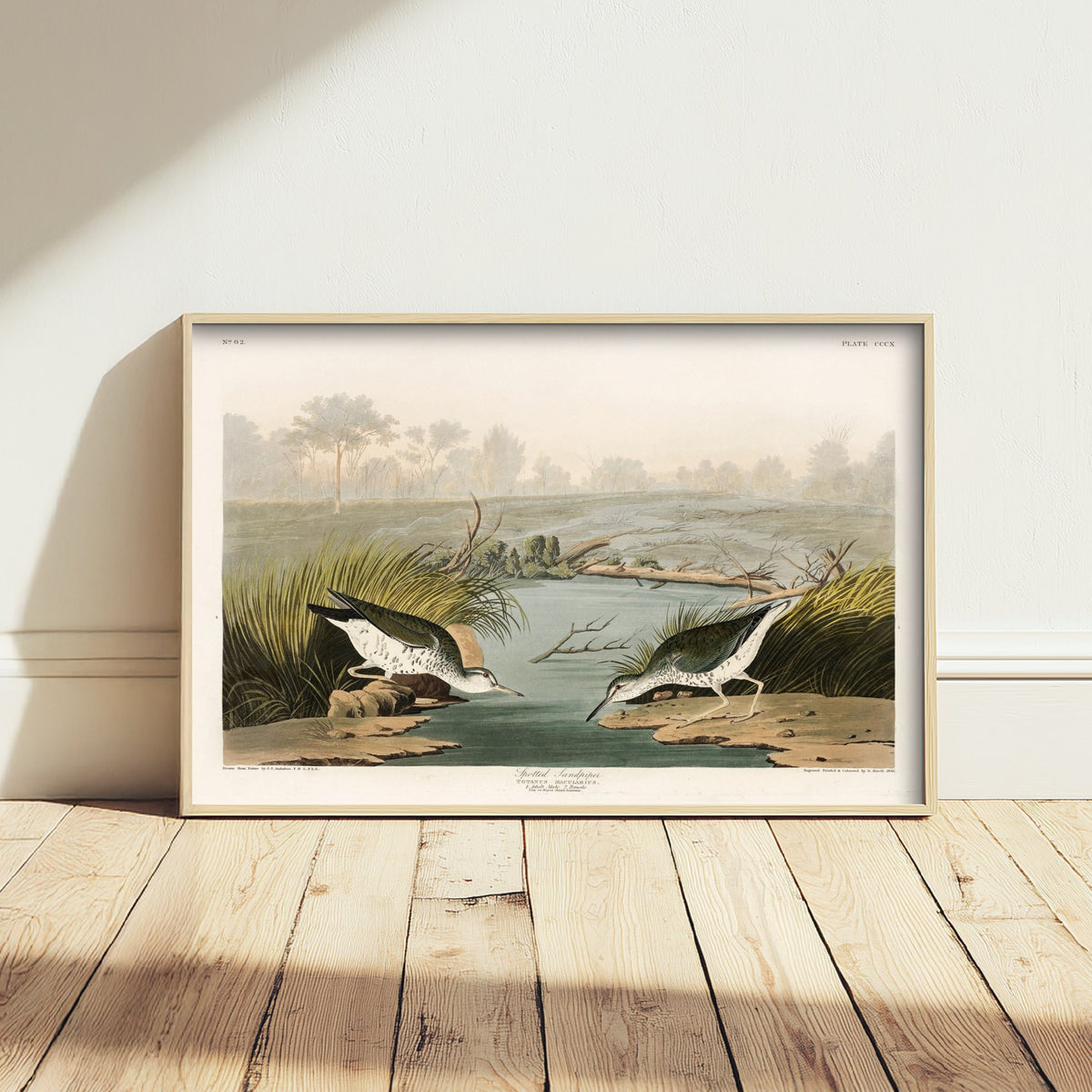 Spotted Sandpiper Art Print - John James Audubon Birds of America - Vintage Ornithology Illustration Poster