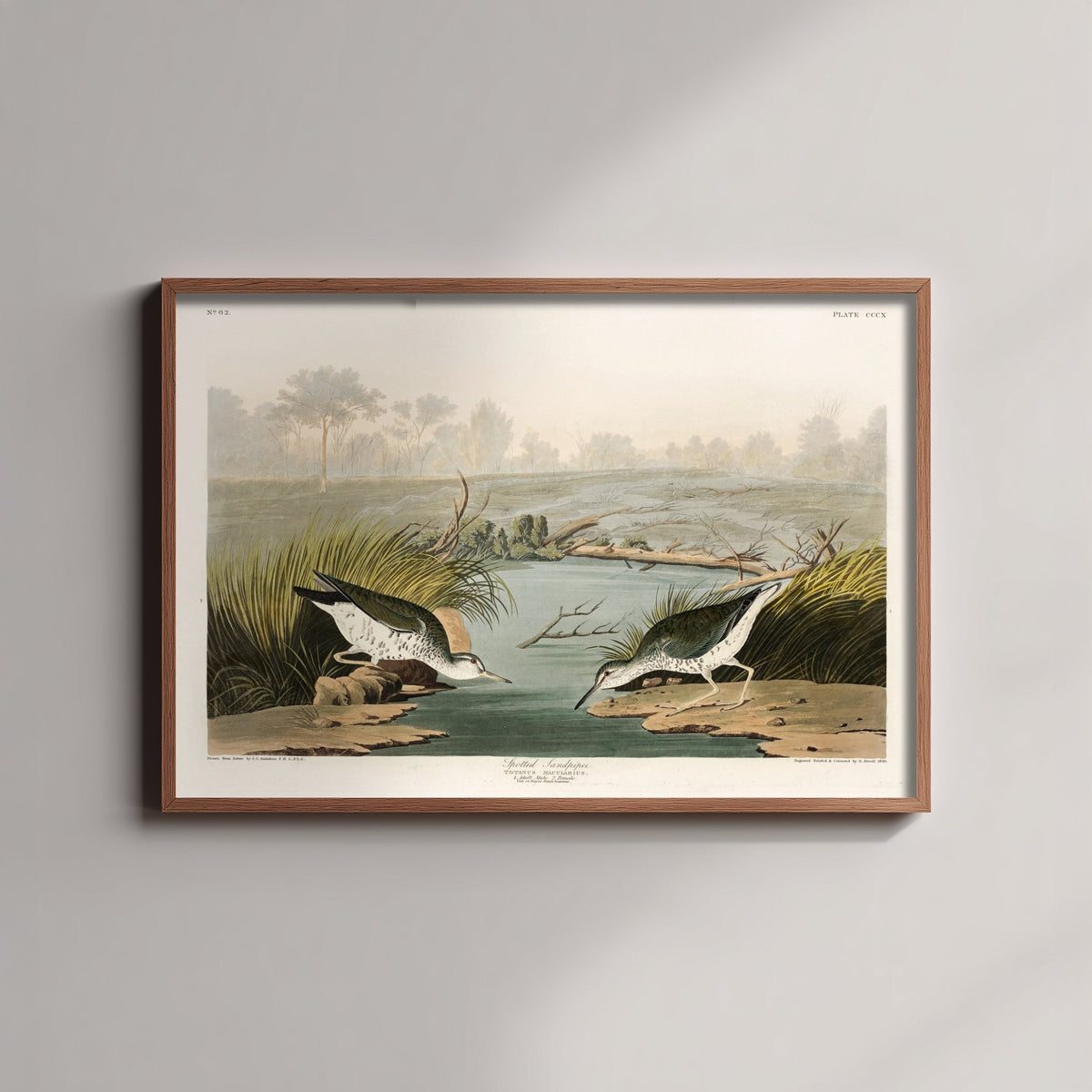 Spotted Sandpiper Art Print - John James Audubon Birds of America - Vintage Ornithology Illustration Poster