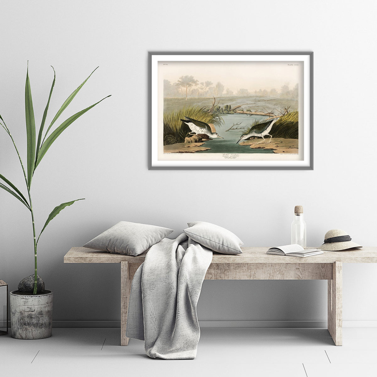Spotted Sandpiper Art Print - John James Audubon Birds of America - Vintage Ornithology Illustration Poster