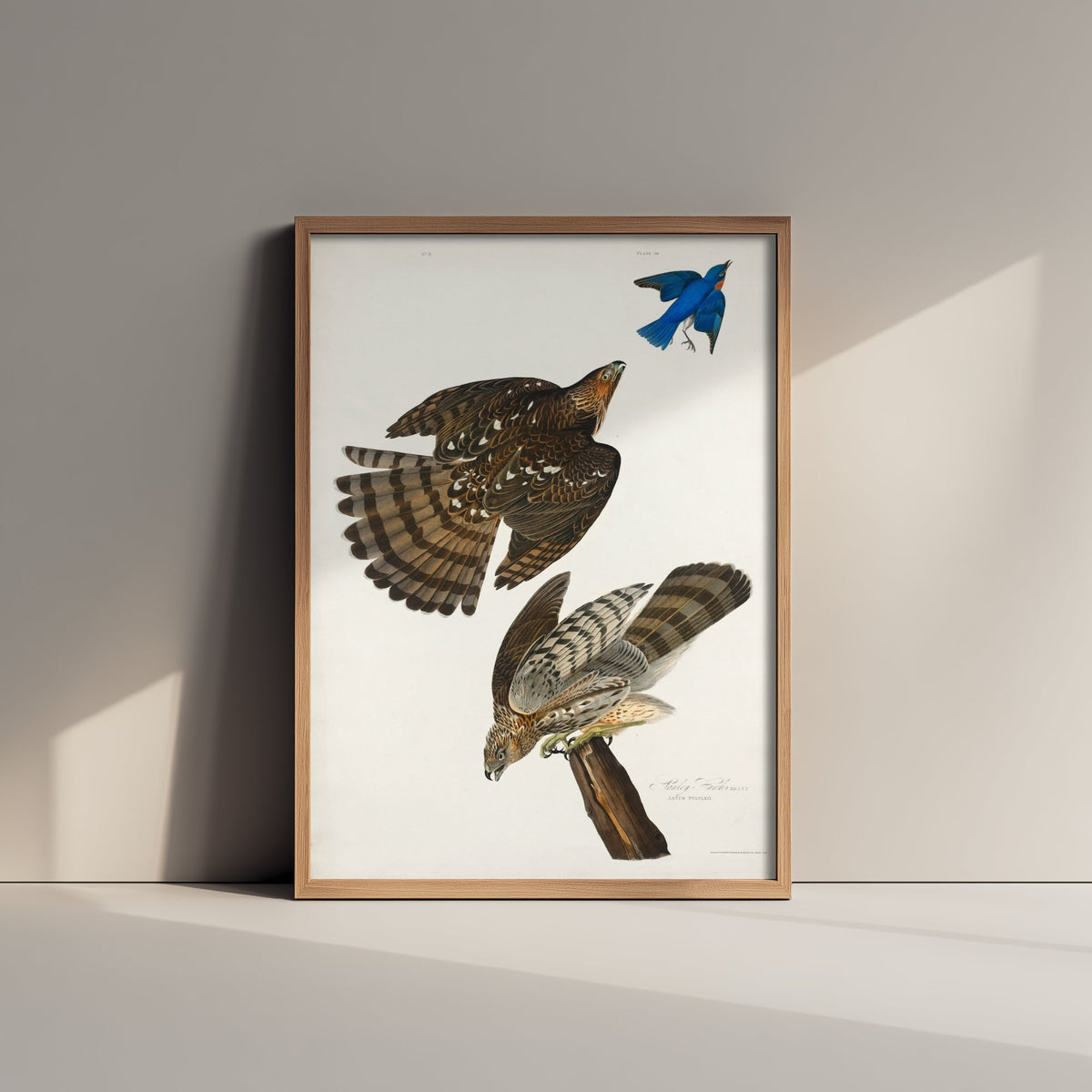 Coopers Hawk Art Print - John James Audubon Birds of America - Vintage Illustration Poster