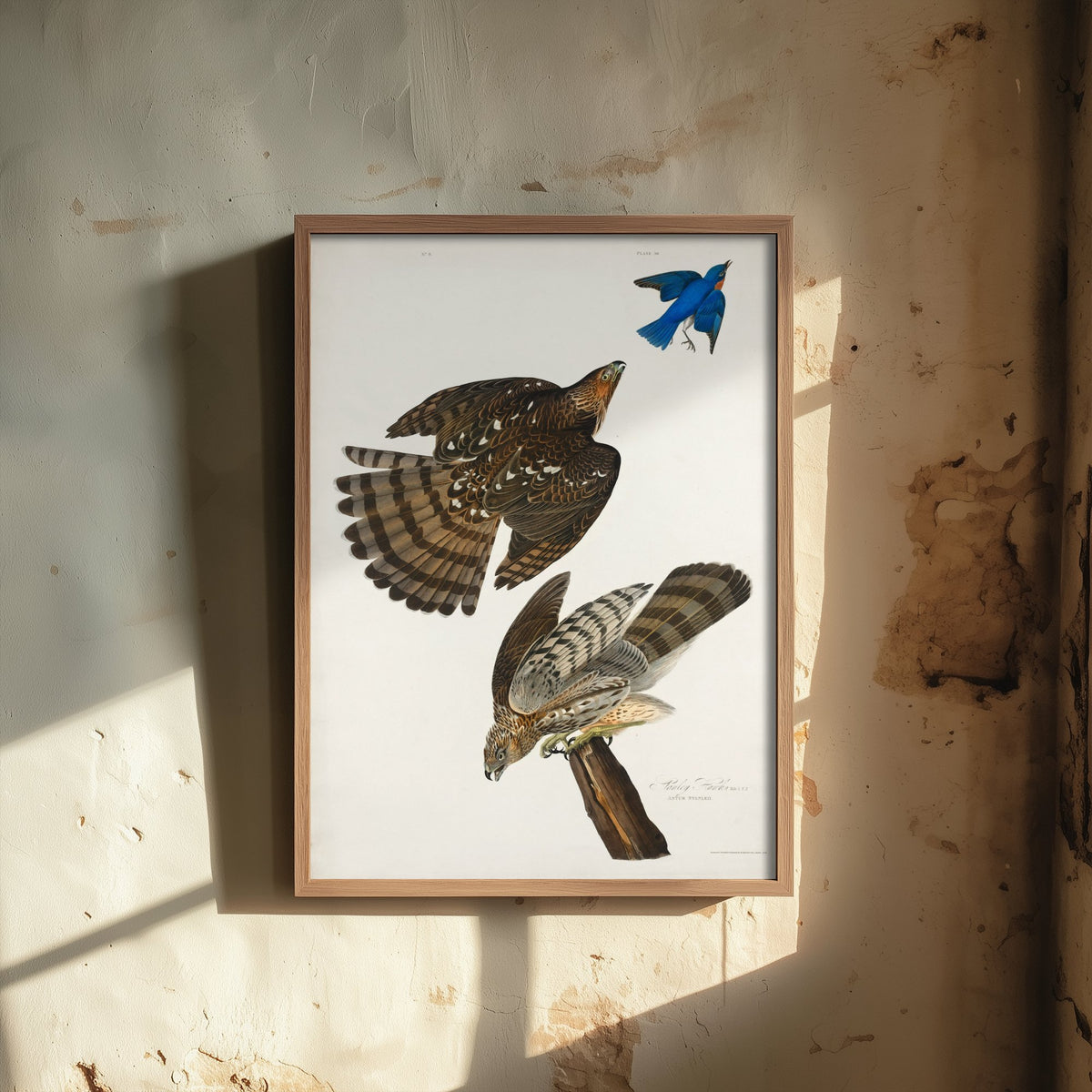 Coopers Hawk Art Print - John James Audubon Birds of America - Vintage Illustration Poster
