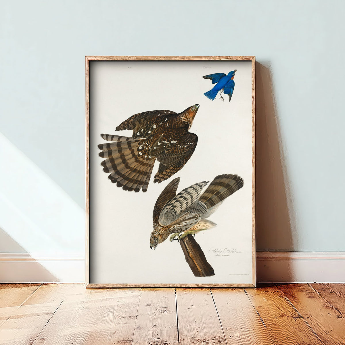 Coopers Hawk Art Print - John James Audubon Birds of America - Vintage Illustration Poster