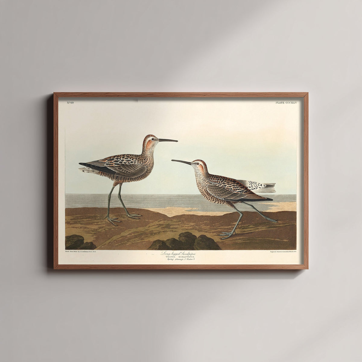 Stilt Sandpiper Art Print - John James Audubon Birds of America - Vintage Ornithology Illustration Poster