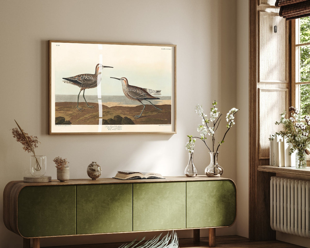 Stilt Sandpiper Art Print - John James Audubon Birds of America - Vintage Ornithology Illustration Poster