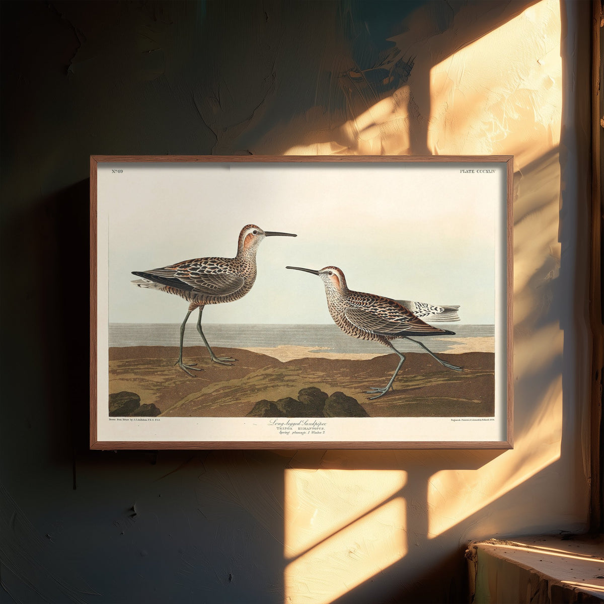 Stilt Sandpiper Art Print - John James Audubon Birds of America - Vintage Ornithology Illustration Poster