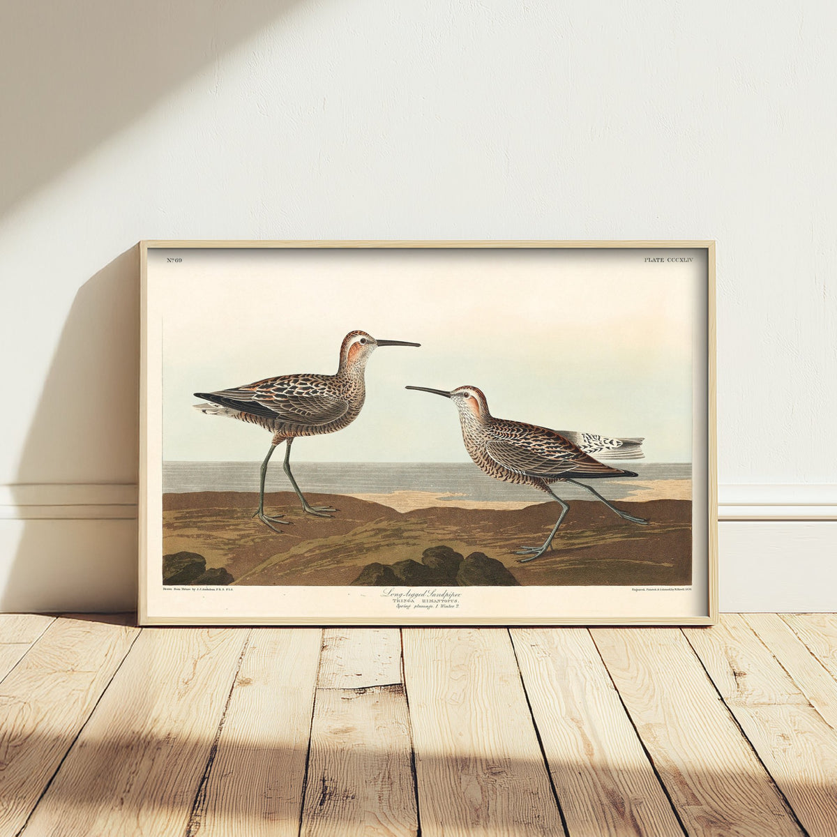 Stilt Sandpiper Art Print - John James Audubon Birds of America - Vintage Ornithology Illustration Poster