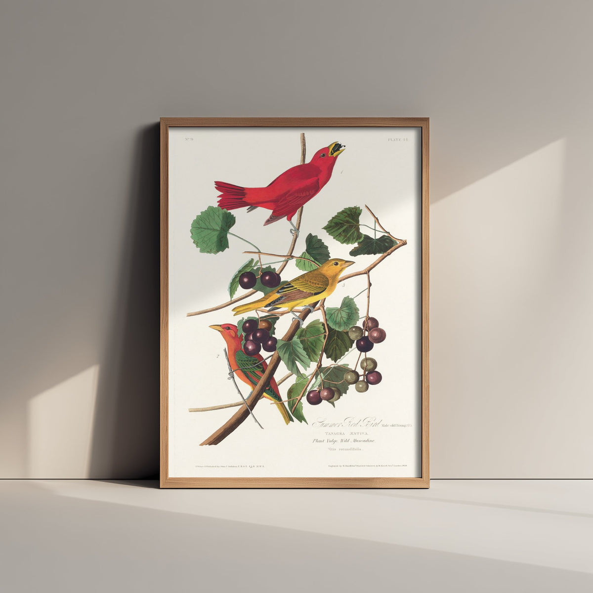 Summer Tanager Art Print - John James Audubon Birds of America - Vintage Ornithology Illustration Poster