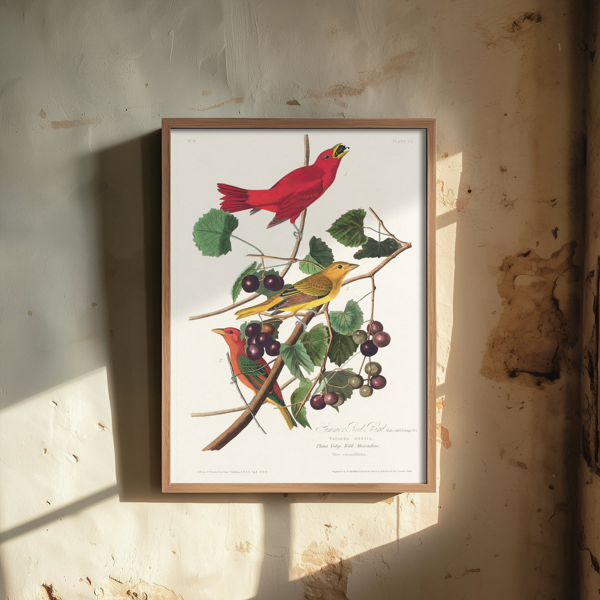 Summer Tanager Art Print - John James Audubon Birds of America - Vintage Ornithology Illustration Poster