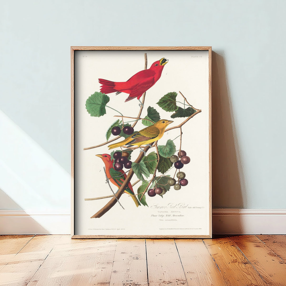 Summer Tanager Art Print - John James Audubon Birds of America - Vintage Ornithology Illustration Poster