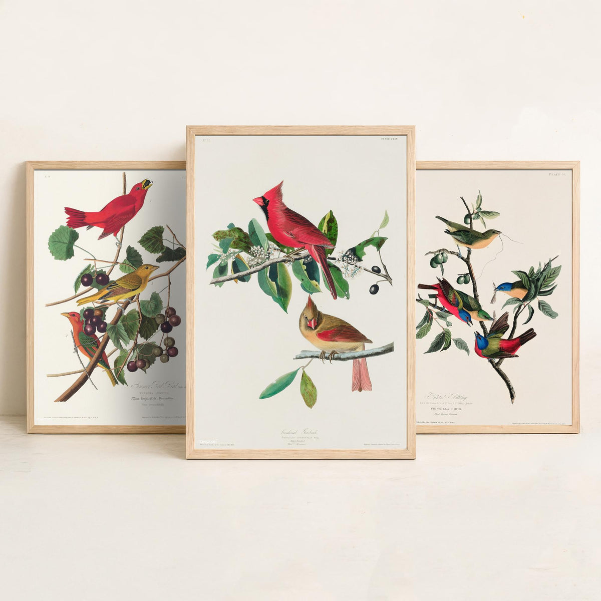 Set of Three John James Audubon Prints - Summer Tanager Painted Bunting Cardinal - 3 Bird Paintings Poster Wall Art Gift Ornithology
