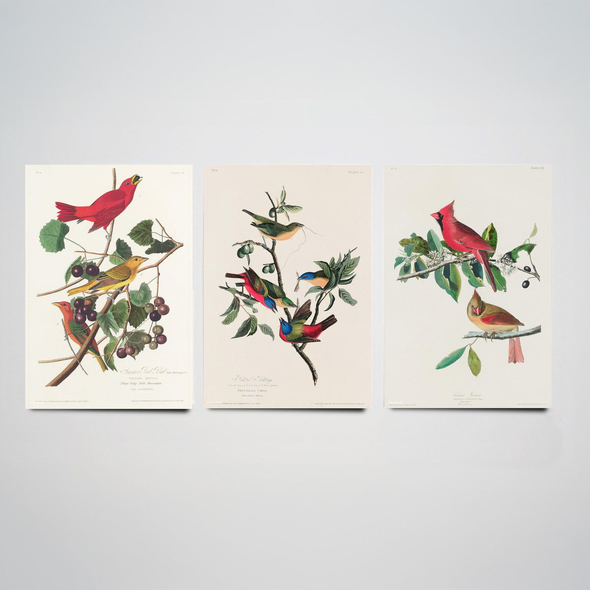 Set of Three John James Audubon Prints - Summer Tanager Painted Bunting Cardinal - 3 Bird Paintings Poster Wall Art Gift Ornithology