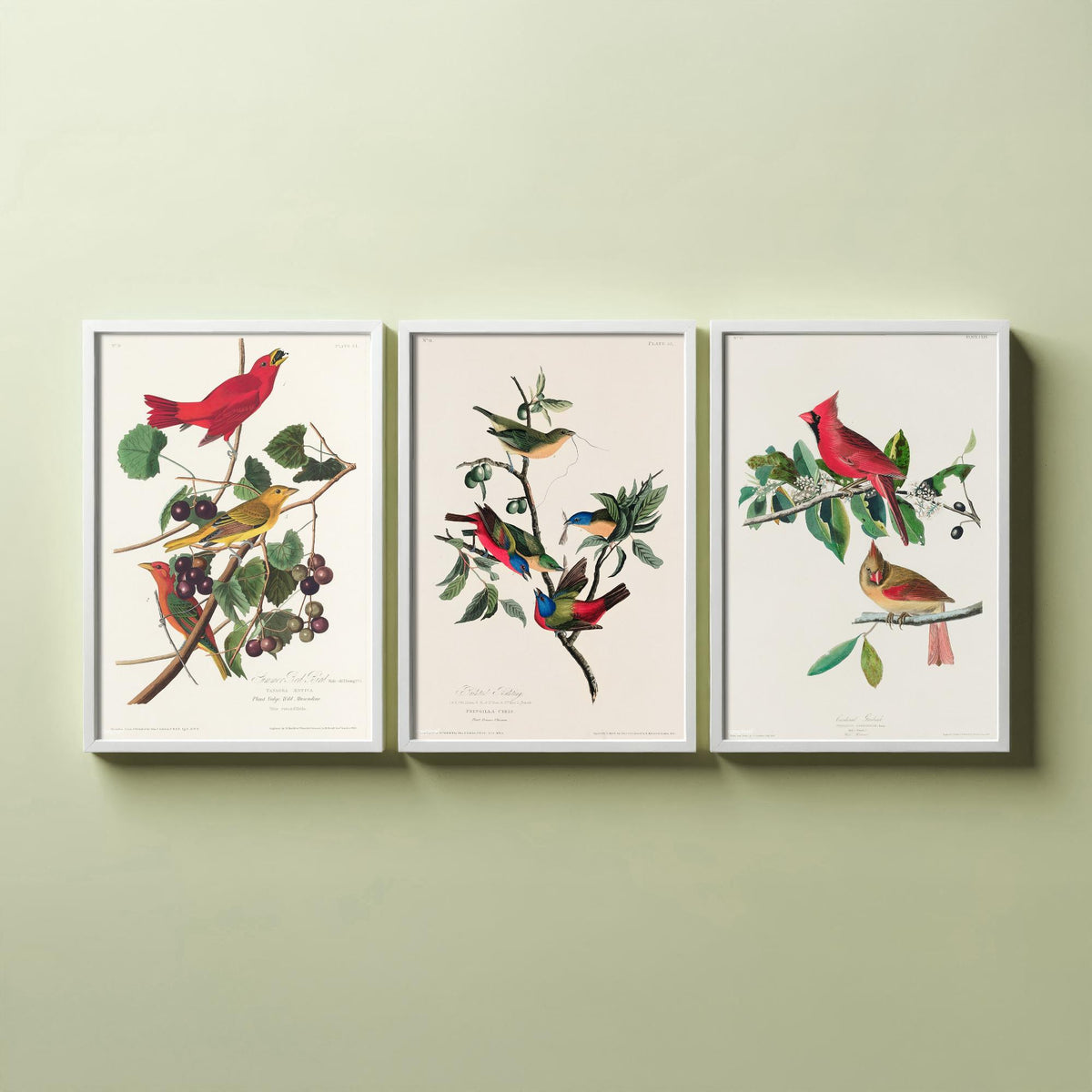Set of Three John James Audubon Prints - Summer Tanager Painted Bunting Cardinal - 3 Bird Paintings Poster Wall Art Gift Ornithology