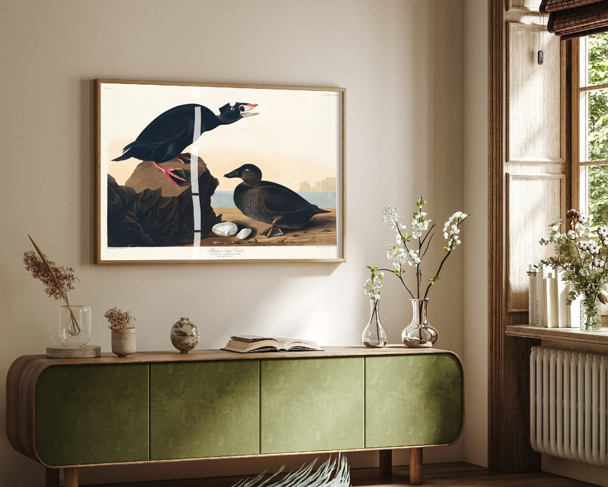 Surf Scoter Art Print - John James Audubon Birds of America - Vintage Ornithology Illustration Poster