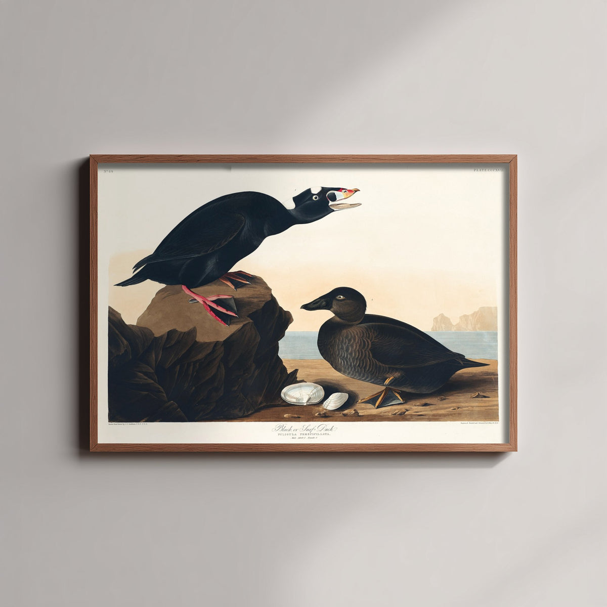 Surf Scoter Art Print - John James Audubon Birds of America - Vintage Ornithology Illustration Poster