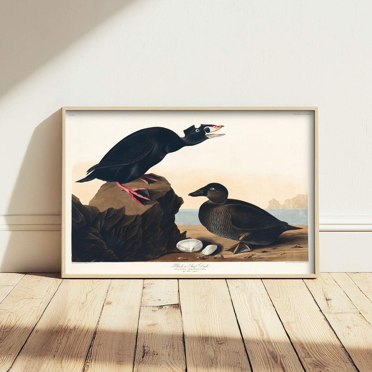 Surf Scoter Art Print - John James Audubon Birds of America - Vintage Ornithology Illustration Poster