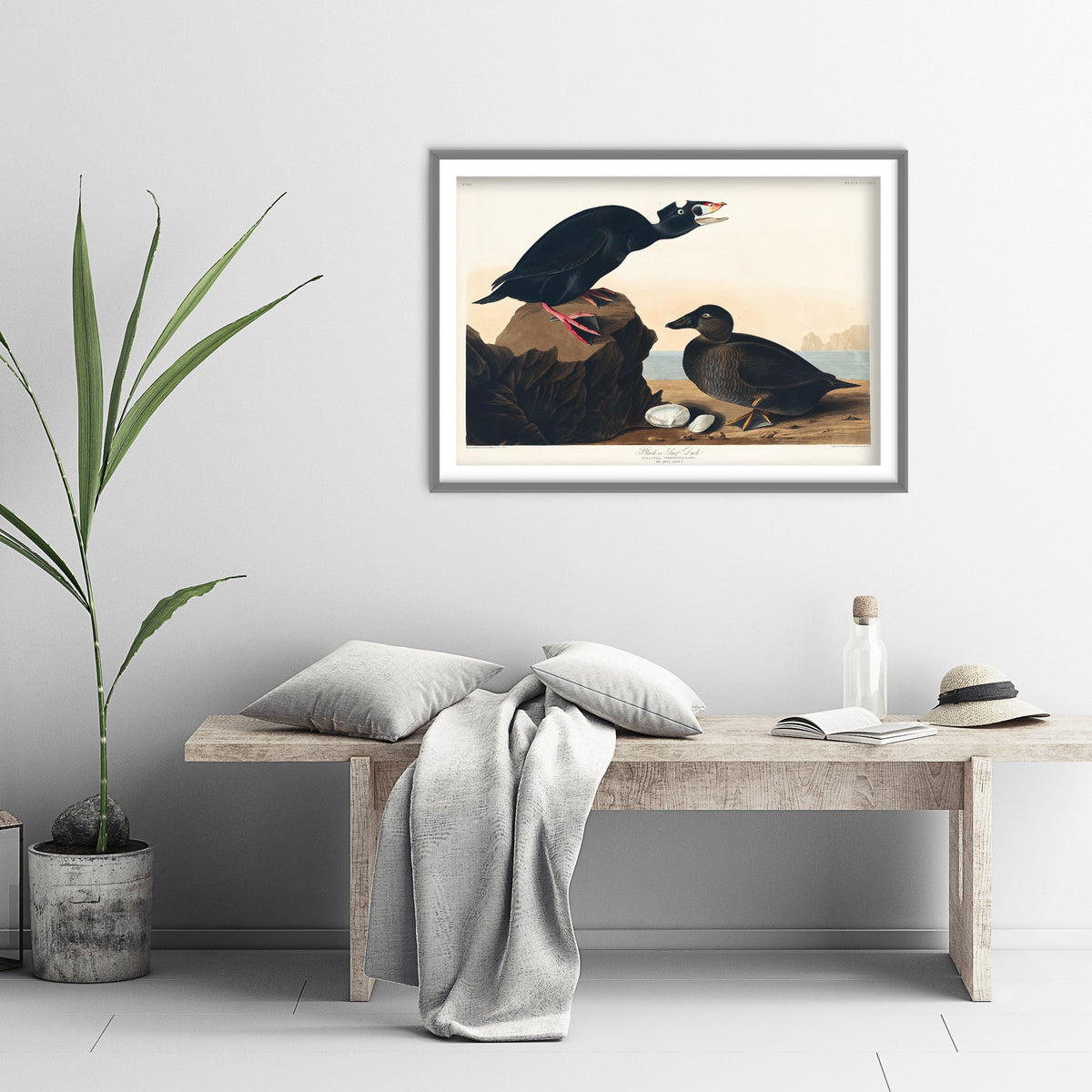 Surf Scoter Art Print - John James Audubon Birds of America - Vintage Ornithology Illustration Poster