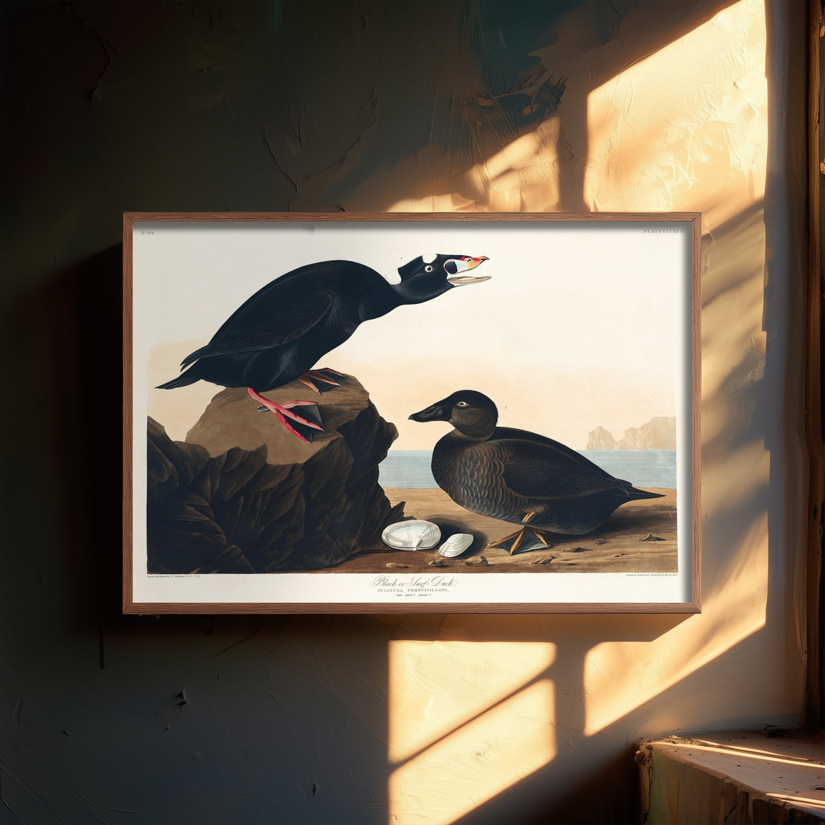 Surf Scoter Art Print - John James Audubon Birds of America - Vintage Ornithology Illustration Poster