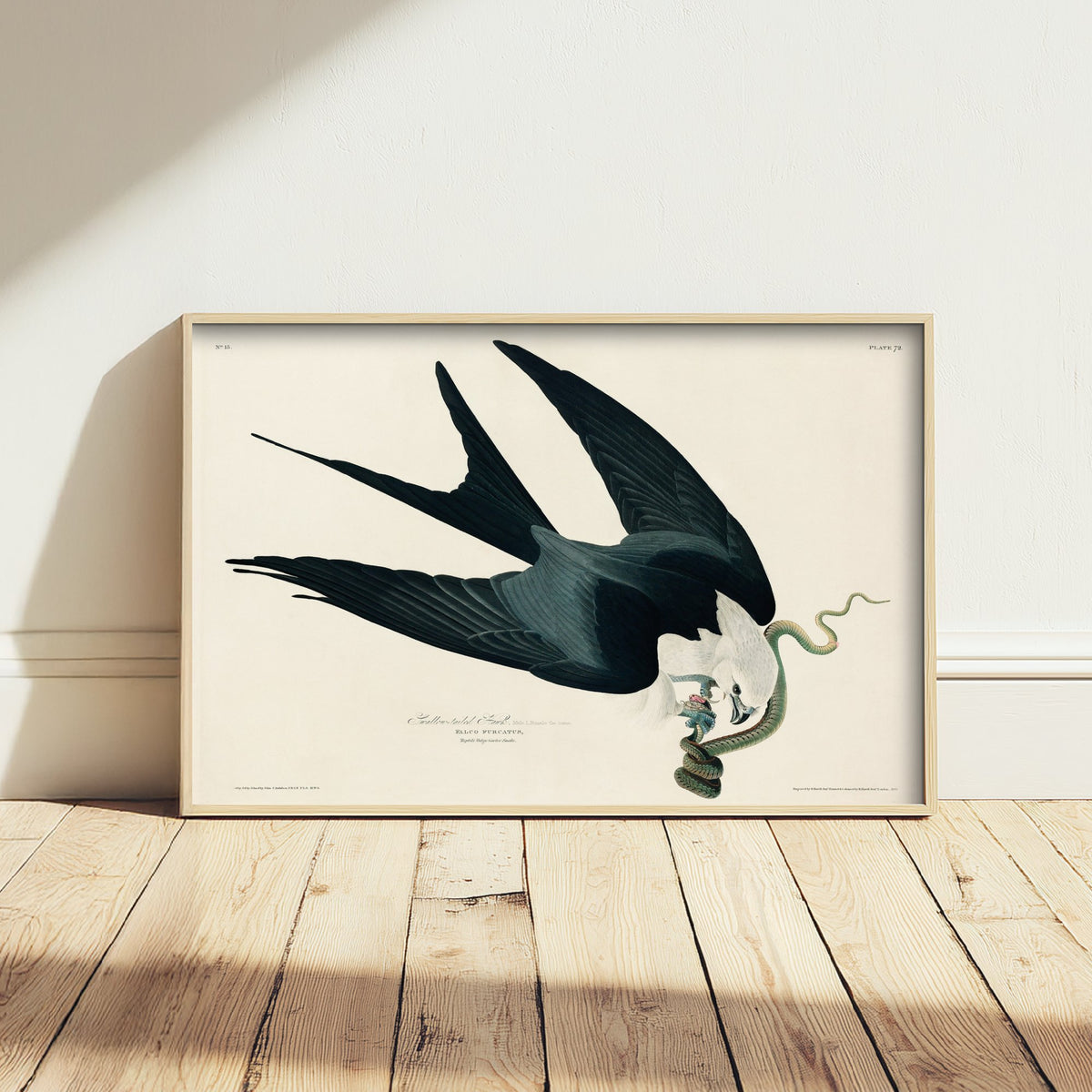 Swallow-tailed Kite Art Print - John James Audubon Birds of America - Vintage Illustration Poster