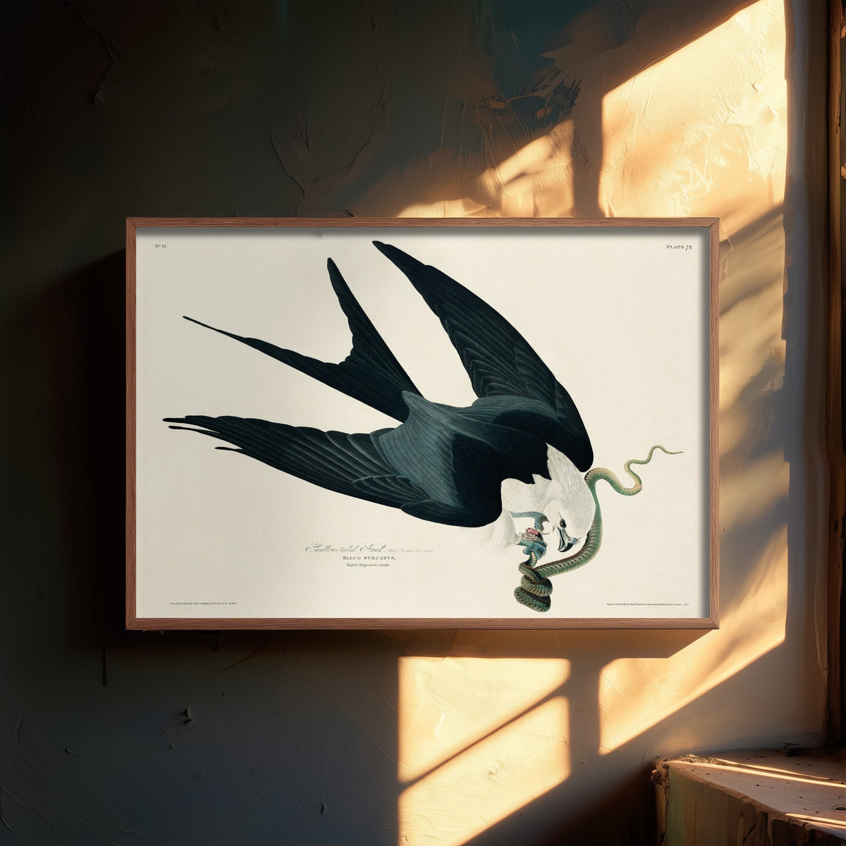 Swallow-tailed Kite Art Print - John James Audubon Birds of America - Vintage Illustration Poster