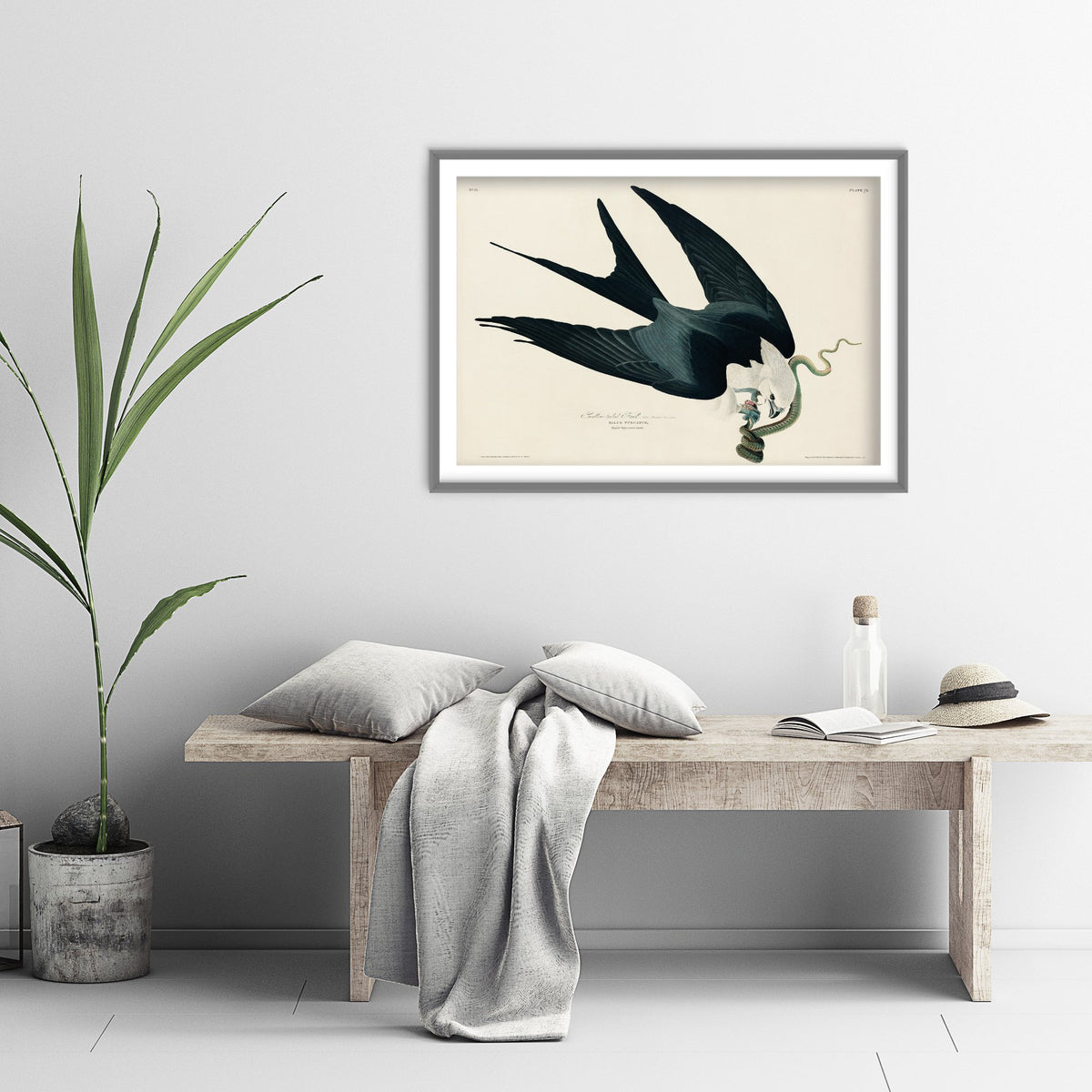 Swallow-tailed Kite Art Print - John James Audubon Birds of America - Vintage Illustration Poster