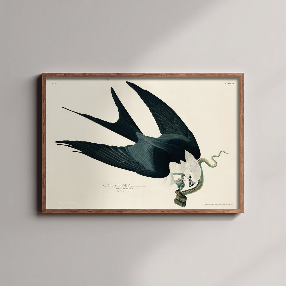 Swallow-tailed Kite Art Print - John James Audubon Birds of America - Vintage Illustration Poster
