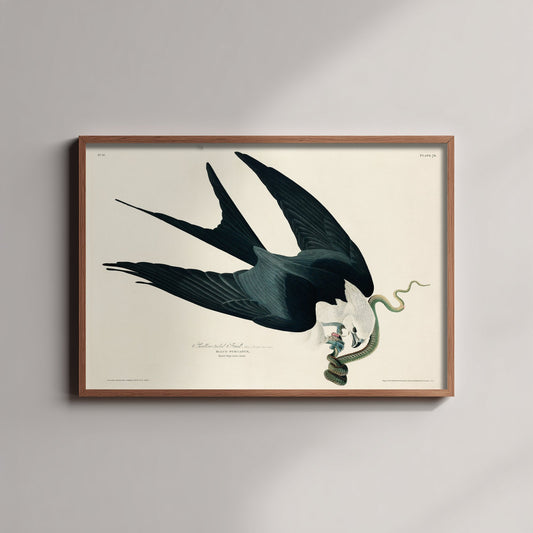 Swallow-tailed Kite Art Print - John James Audubon Birds of America - Vintage Illustration Poster